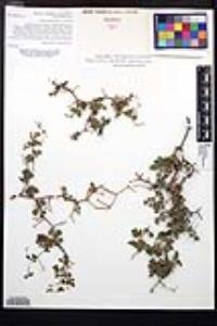 Cardiospermum spinosum image