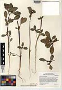 Euphorbia pumicicola image