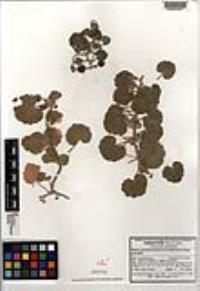 Mabrya geniculata subsp. geniculata image