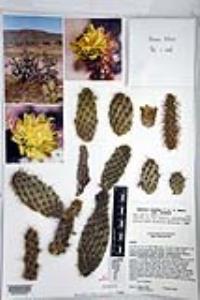 Cylindropuntia alcahes var. alcahes image
