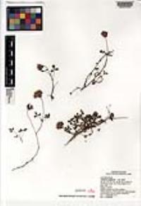Trifolium wigginsii image