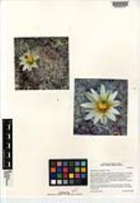 Mammillaria neopalmeri image