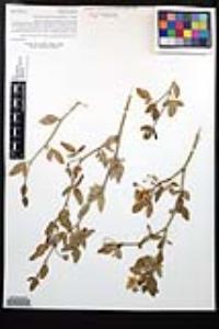 Viscainoa geniculata var. pinnata image