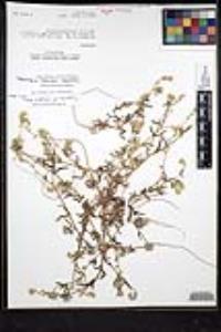Cryptantha arenophila image