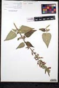Salvia peninsularis image
