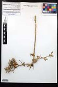 Viscainoa geniculata var. pinnata image