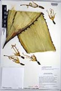 Agave shawii subsp. goldmaniana image