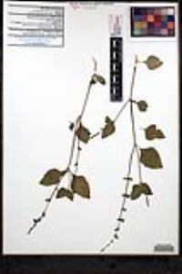 Salvia misella image