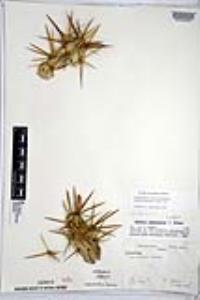 Cylindropuntia cedrosensis image