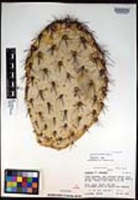 Cylindropuntia echinocarpa image