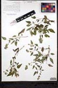 Salvia similis image