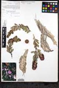 Melaleuca nesophila image