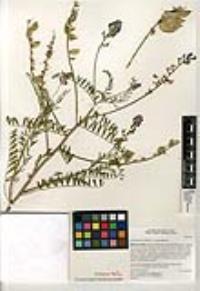 Astragalus piscinus image
