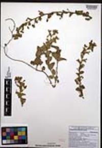 Jacquemontia abutiloides image