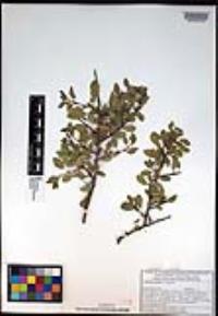 Condalia viridis image