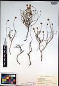 Monardella thymifolia image