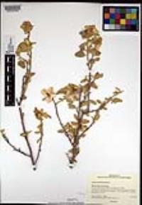 Solanum hindsianum image