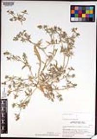 Eryngium aristulatum var. parishii image