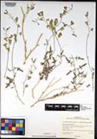 Lyrocarpa coulteri var. palmeri image