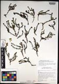 Bajacalia crassifolia image