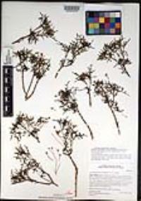 Coreocarpus dissectus image