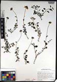 Encelia asperifolia image