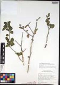 Viscainoa geniculata var. geniculata image