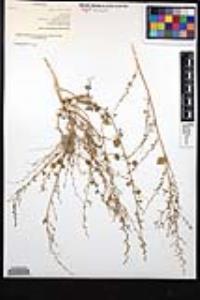 Chenopodium flabellifolium image