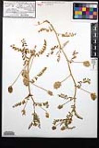 Astragalus hornii var. minutiflorus image