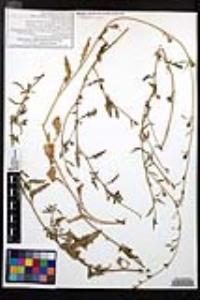 Oenothera kunthiana image