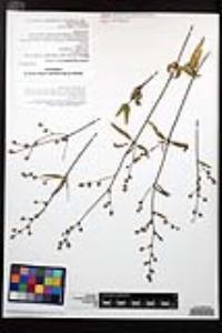 Iresine angustifolia image