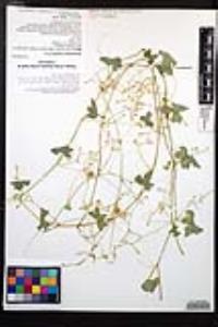 Vaseyanthus insularis image