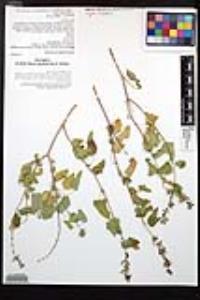 Salvia similis image