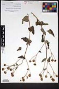 Bahiopsis triangularis image