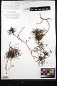 Coreocarpus dissectus image