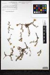 Bajacalia crassifolia image