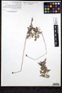 Hofmeisteria fasciculata image