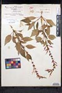 Salvia elegans image