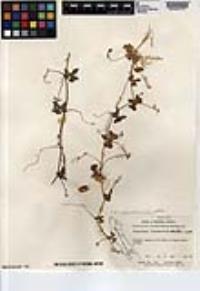 Echinopepon insularis image