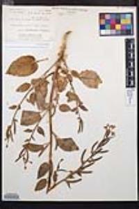 Chylismia cardiophylla var. cedrosensis image