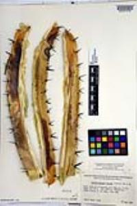 Myrtillocactus cochal image