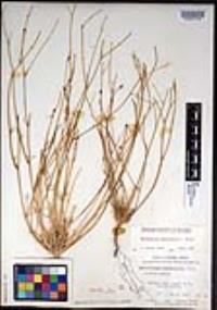 Eschscholzia minutiflora image