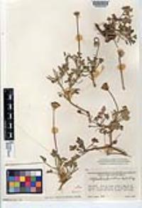 Hofmeisteria fasciculata var. xantii image