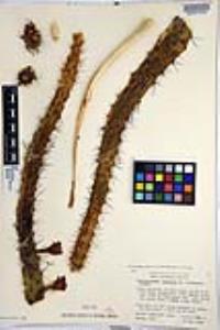 Echinocereus pensilis image