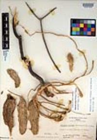 Peniocereus striatus image