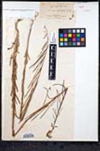 Sedum allantoides image