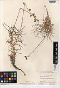 Lyrocarpa linearifolia image