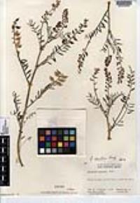 Astragalus idrietorum image