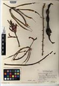 Erythrina flabelliformis image