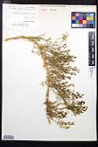 Fagonia palmeri image